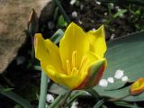 Tulipa iliensis. Цветок. Южный Казахстан, в культуре (происхождение - Сев. Тянь-Шань, хр. Кетмень, пер. Кегень). 1 апреля 2016 г.
