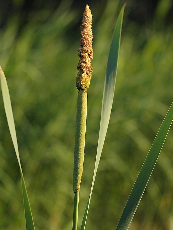 Image of Typha intermedia specimen.