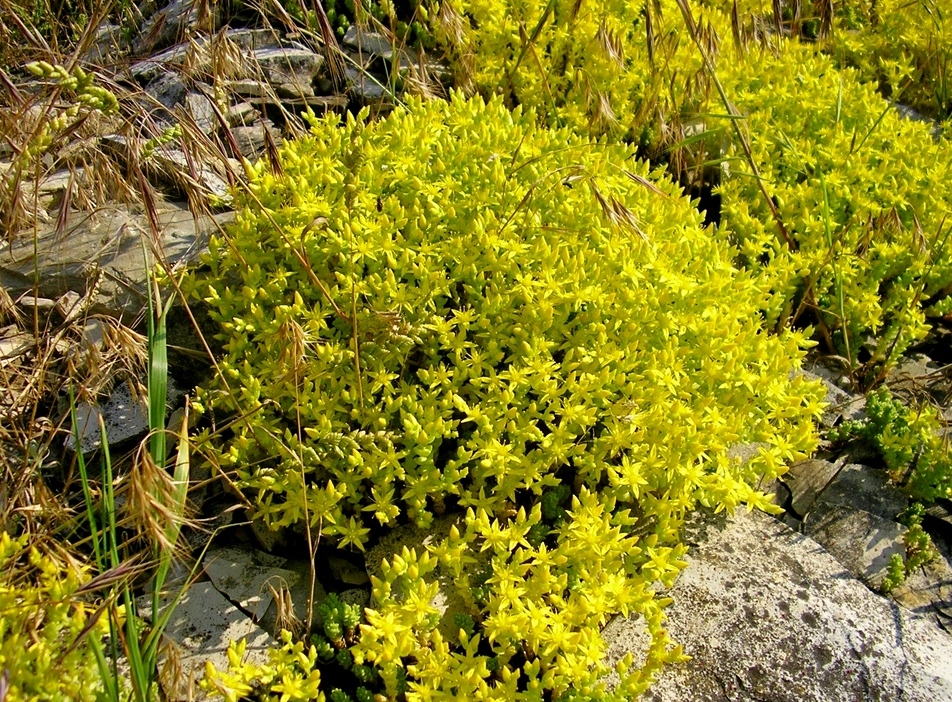 Изображение особи Sedum acre.