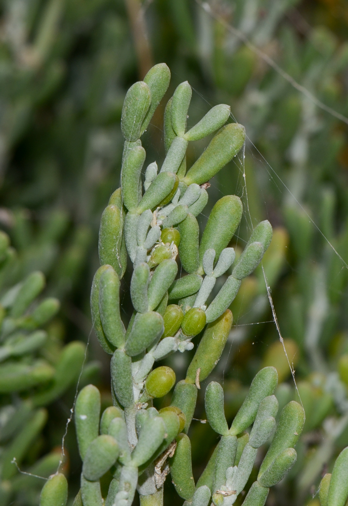 Изображение особи Tetraena fontanesii.