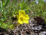 Potentilla reptans