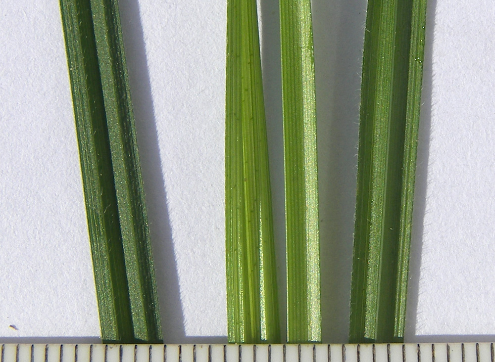 Image of Carex pallescens specimen.