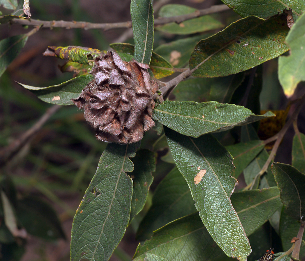 Image of Salix cinerea specimen.