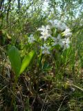 Menyanthes trifoliata. Цветущее растение. Ямало-Ненецкий АО, г. Надым, западная окраина, заболоченный берег оз. Янтарное. 14 июня 2012 г.