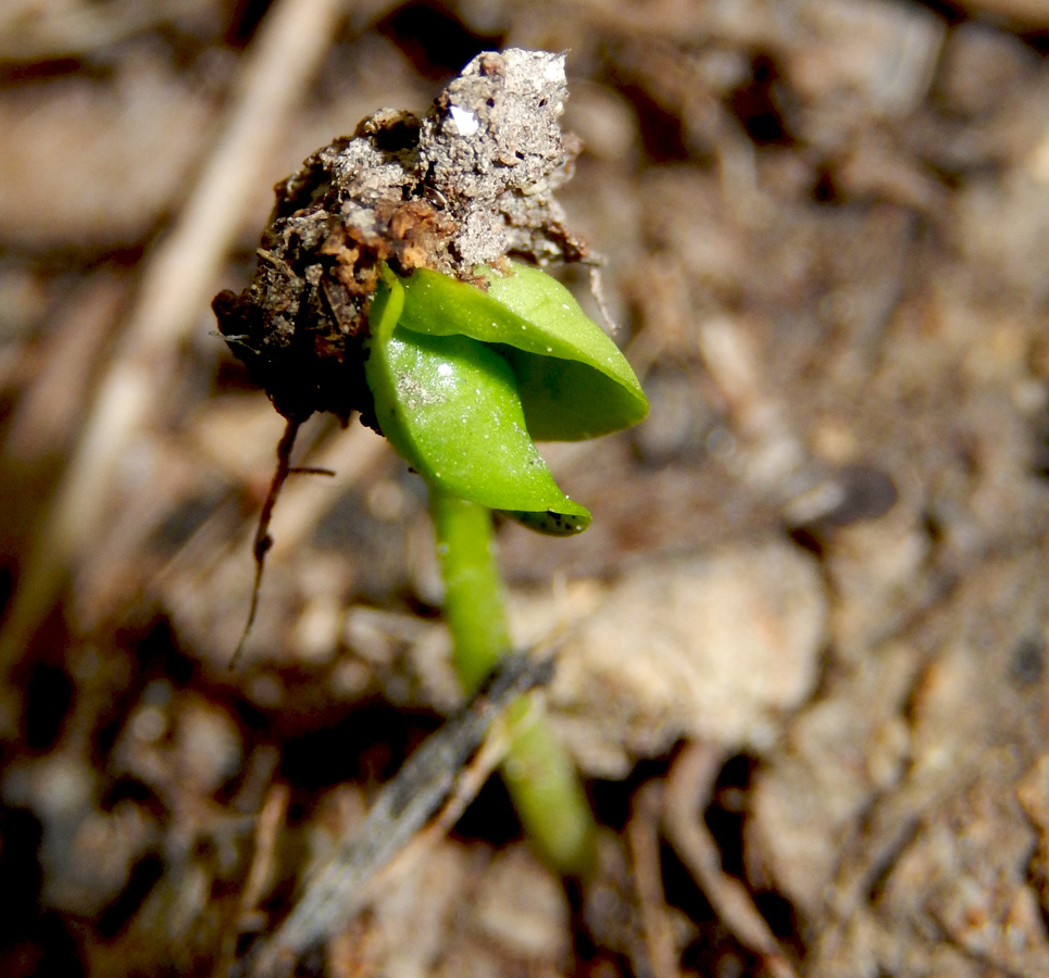 Image of Hedera helix specimen.