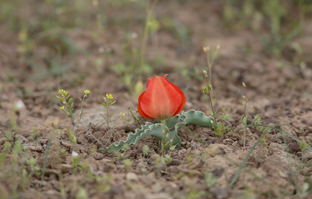 Image of Tulipa alberti specimen.