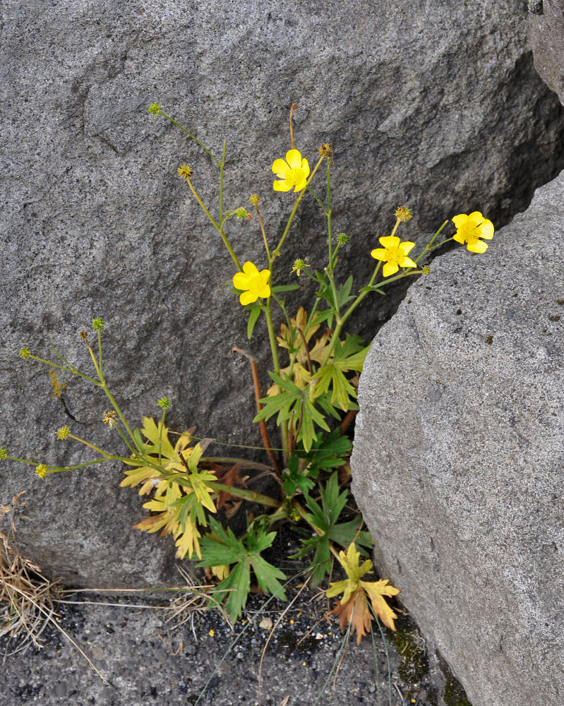 Image of Ranunculus propinquus specimen.