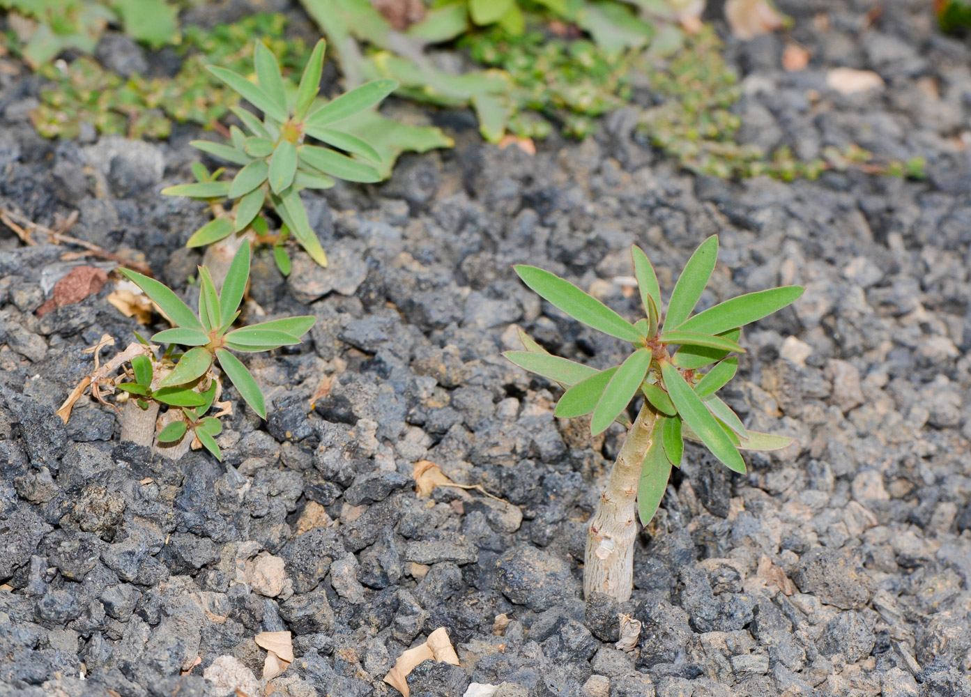 Изображение особи Euphorbia balsamifera.