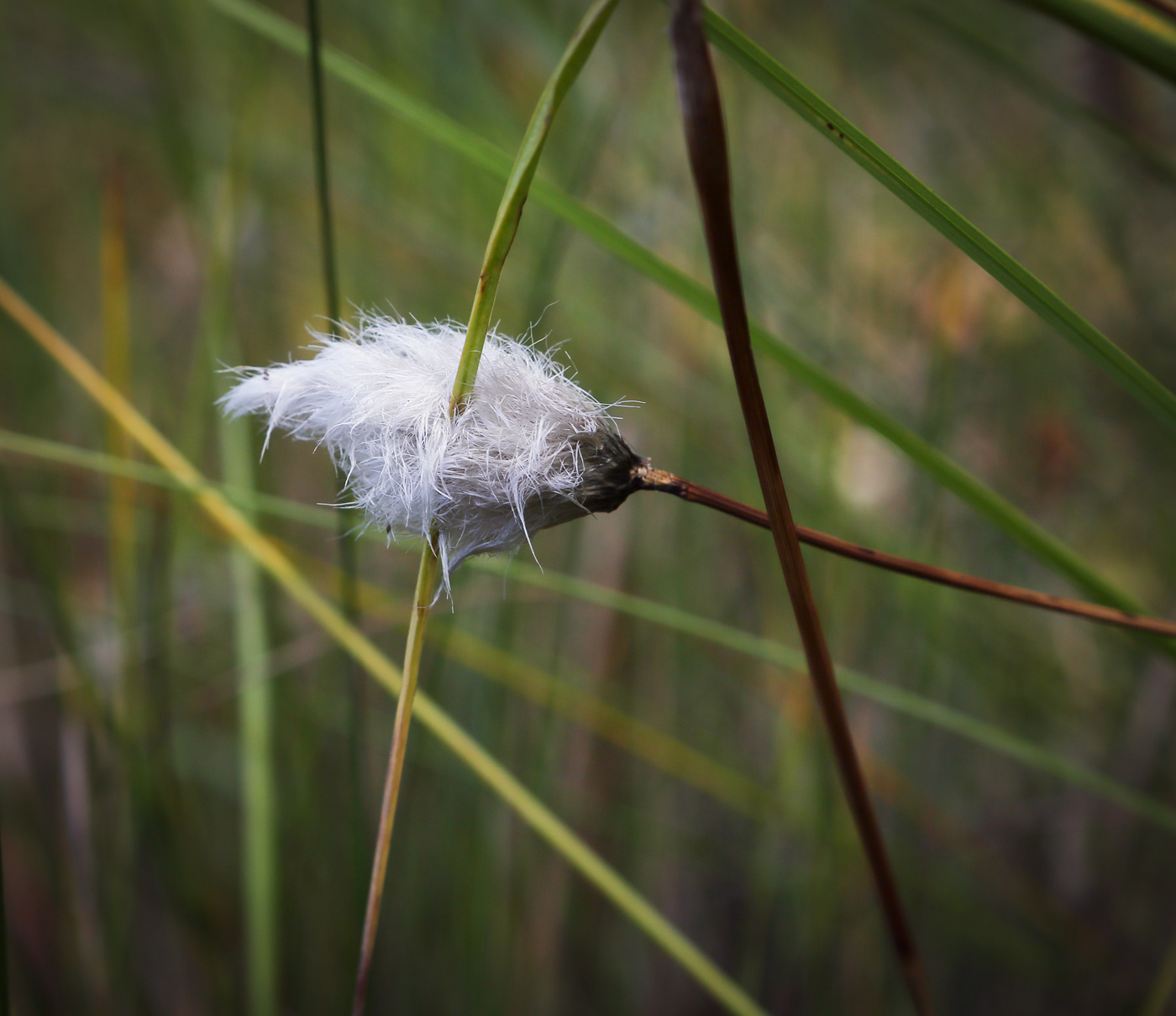 Изображение особи Eriophorum vaginatum.