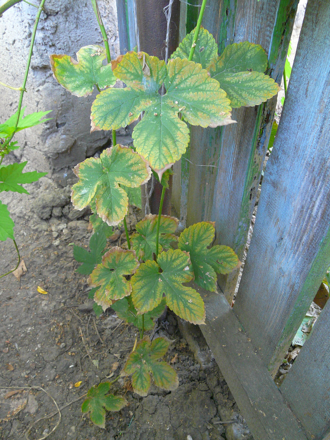 Image of Humulus lupulus specimen.