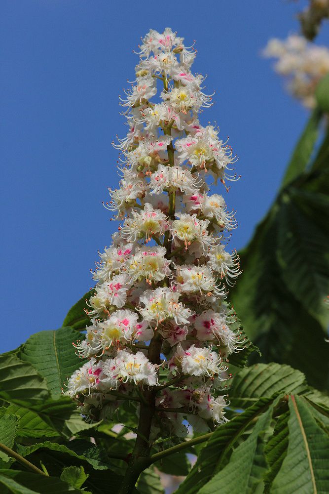 Image of Aesculus hippocastanum specimen.