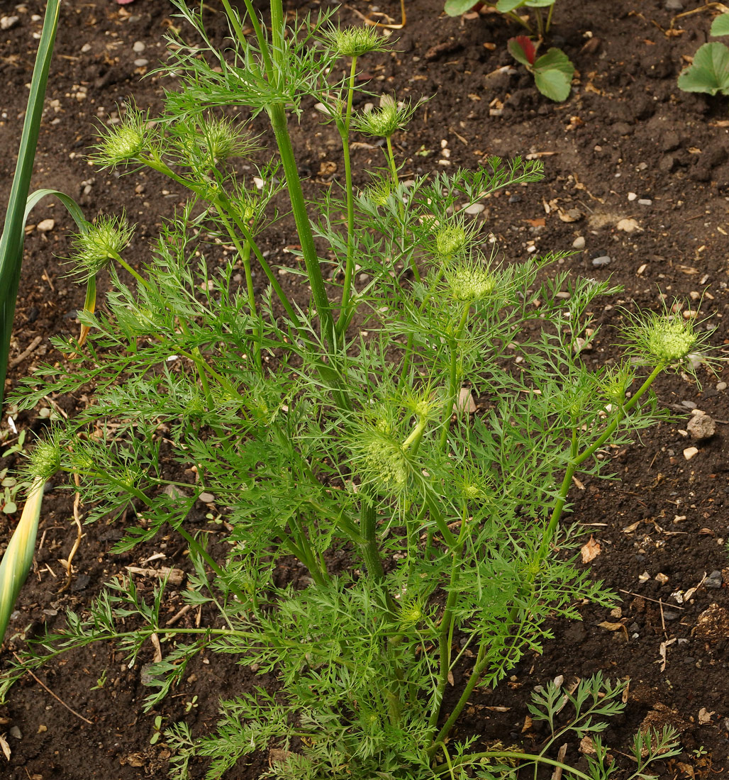 Image of Daucus sativus specimen.