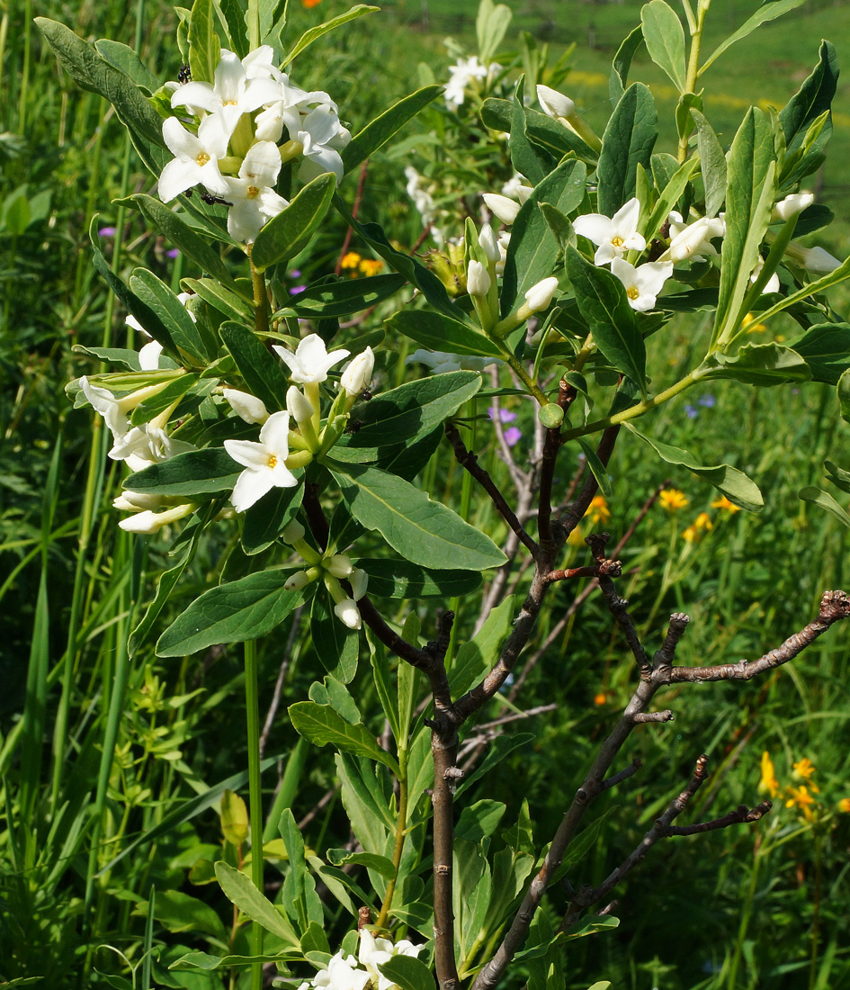 Image of Daphne altaica specimen.