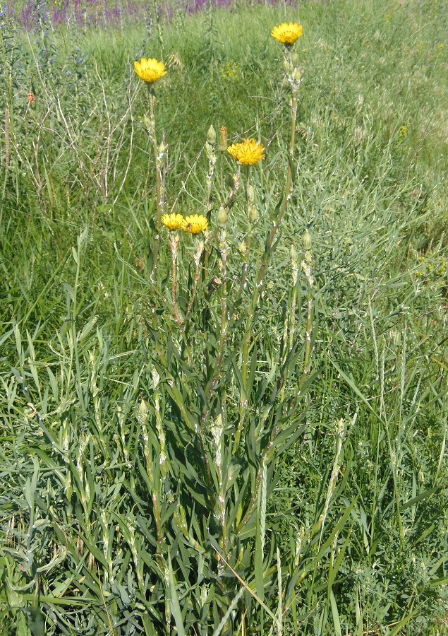 Image of Tragopogon dasyrhynchus specimen.