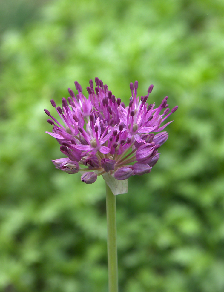 Image of Allium komarowii specimen.