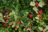 Cotoneaster integerrimus