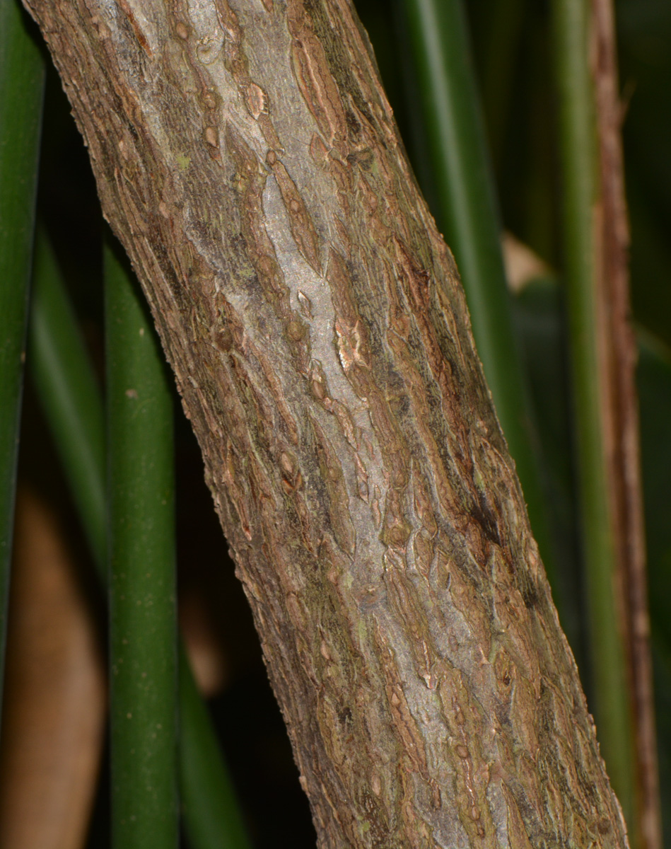 Image of Cerbera odollam specimen.