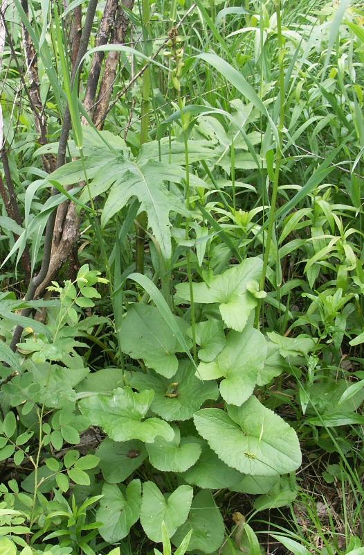 Image of Ligularia lydiae specimen.