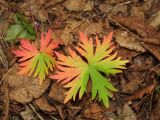 Geranium erianthum. Прикорневые листья в осенней окраске. Магаданская обл., окр. г. Магадан, бухта Нагаева, Морпортовская сопка, каменноберезняк. 05.08.2016.