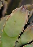 Desmidorchis speciosa. Верхушка побега с заложившимся соцветием. Израиль, впадина Мёртвого моря, киббуц Эйн-Геди. 25.04.2017.