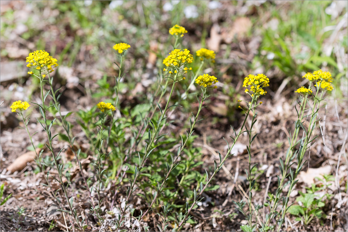 Изображение особи Alyssum trichostachyum.