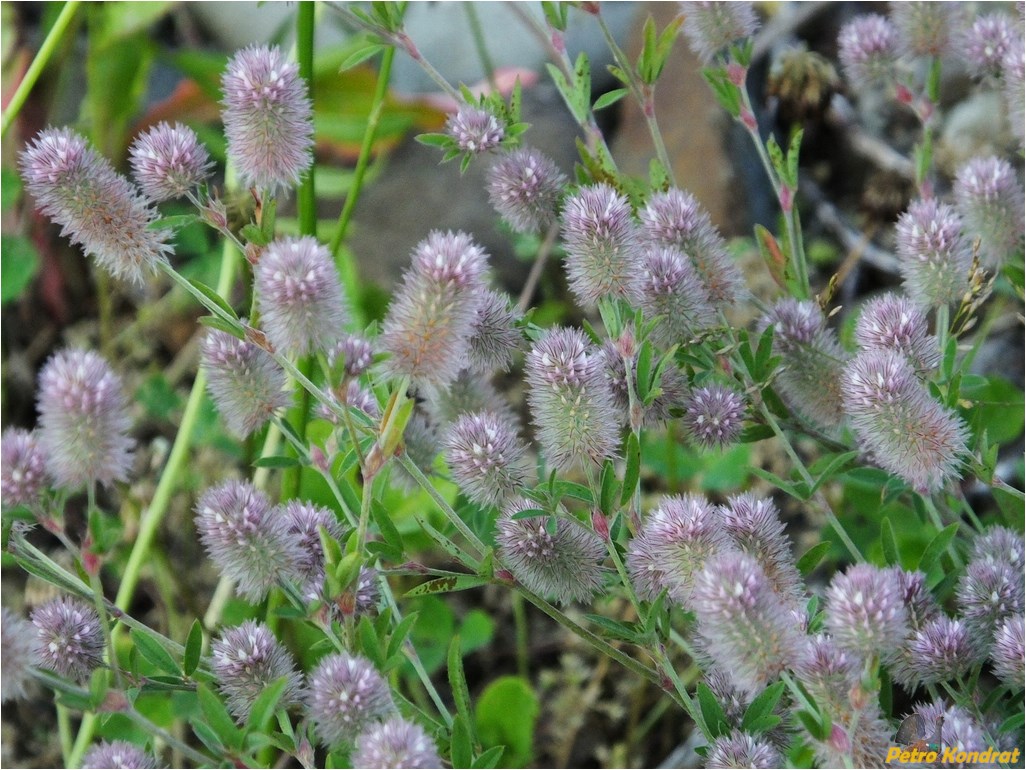 Изображение особи Trifolium arvense.