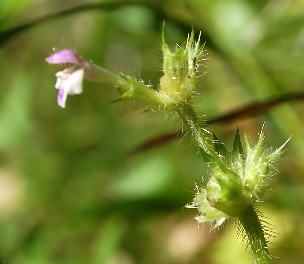 Image of Galeopsis bifida specimen.