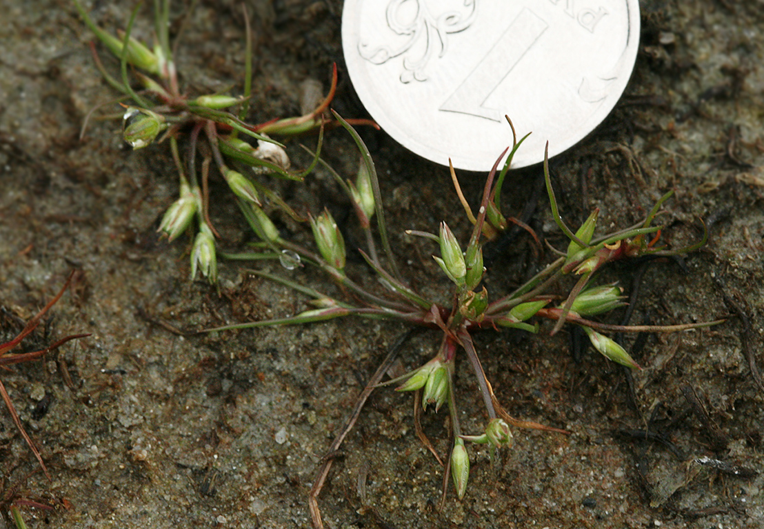 Image of Juncus minutulus specimen.