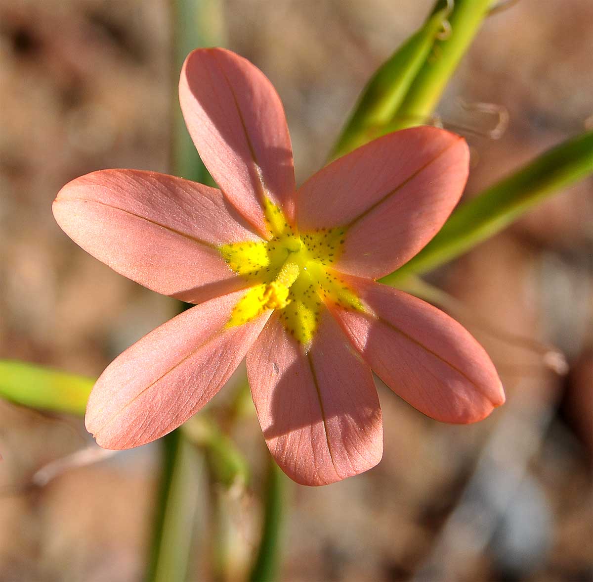 Image of Moraea miniata specimen.