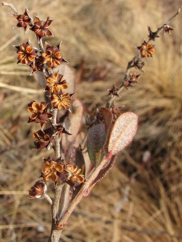 Image of Chamaedaphne calyculata specimen.