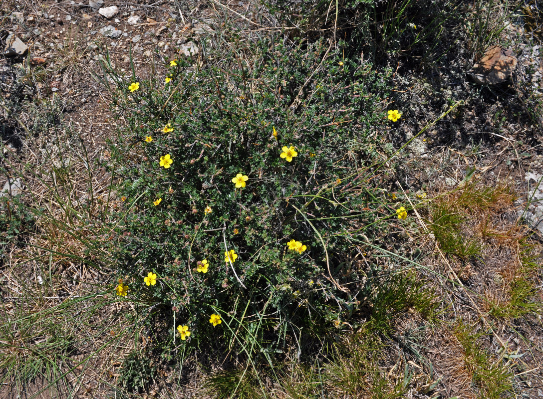 Изображение особи Dasiphora fruticosa.