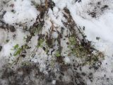 Chrysanthemum indicum. Вытаявшие из-под снега перезимовавшие побеги. Тверская обл., Весьегонск, в культуре. 21 марта 2016 г.