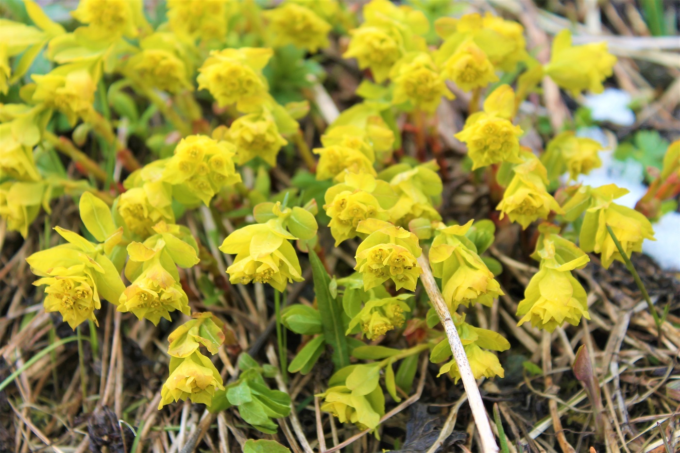 Image of Euphorbia altaica specimen.