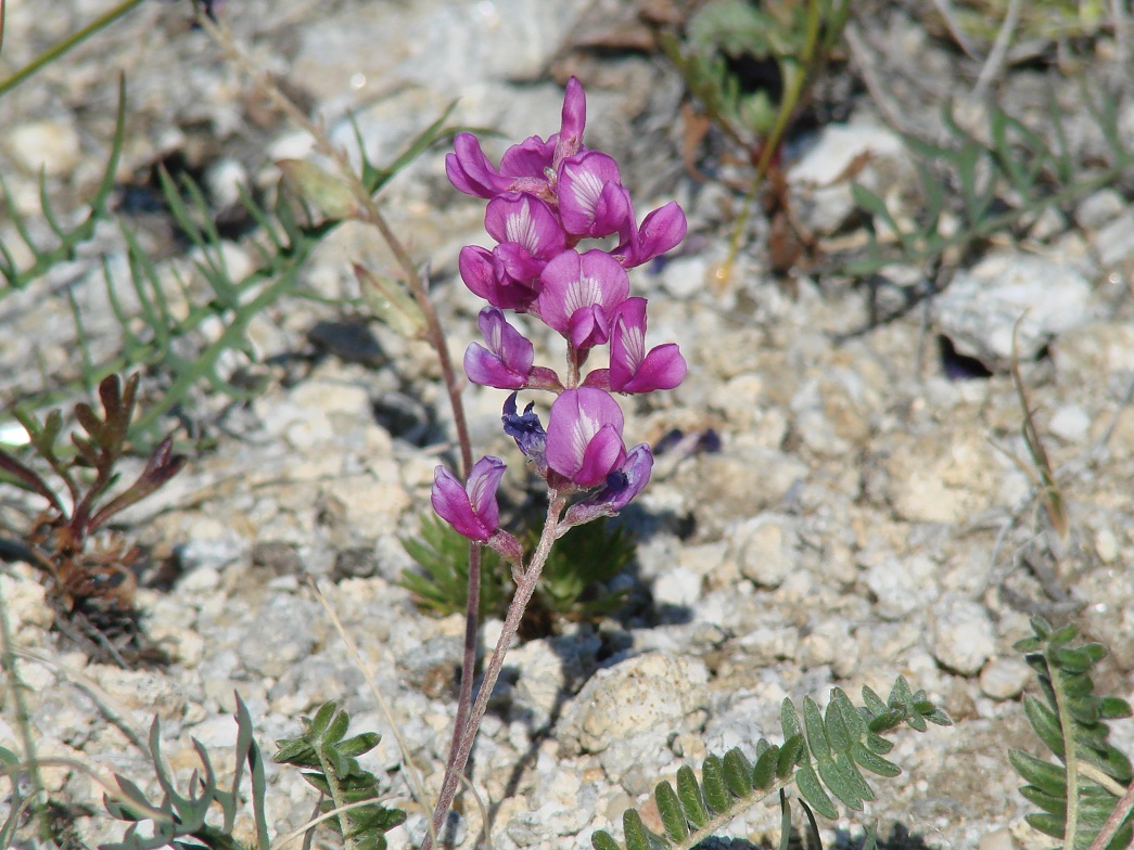 Image of Oxytropis coerulea specimen.