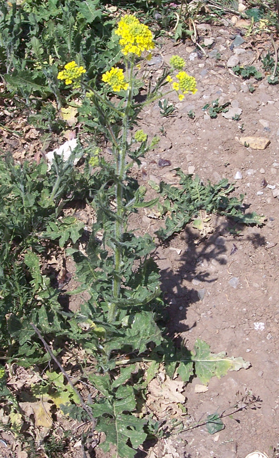 Image of Sisymbrium loeselii specimen.