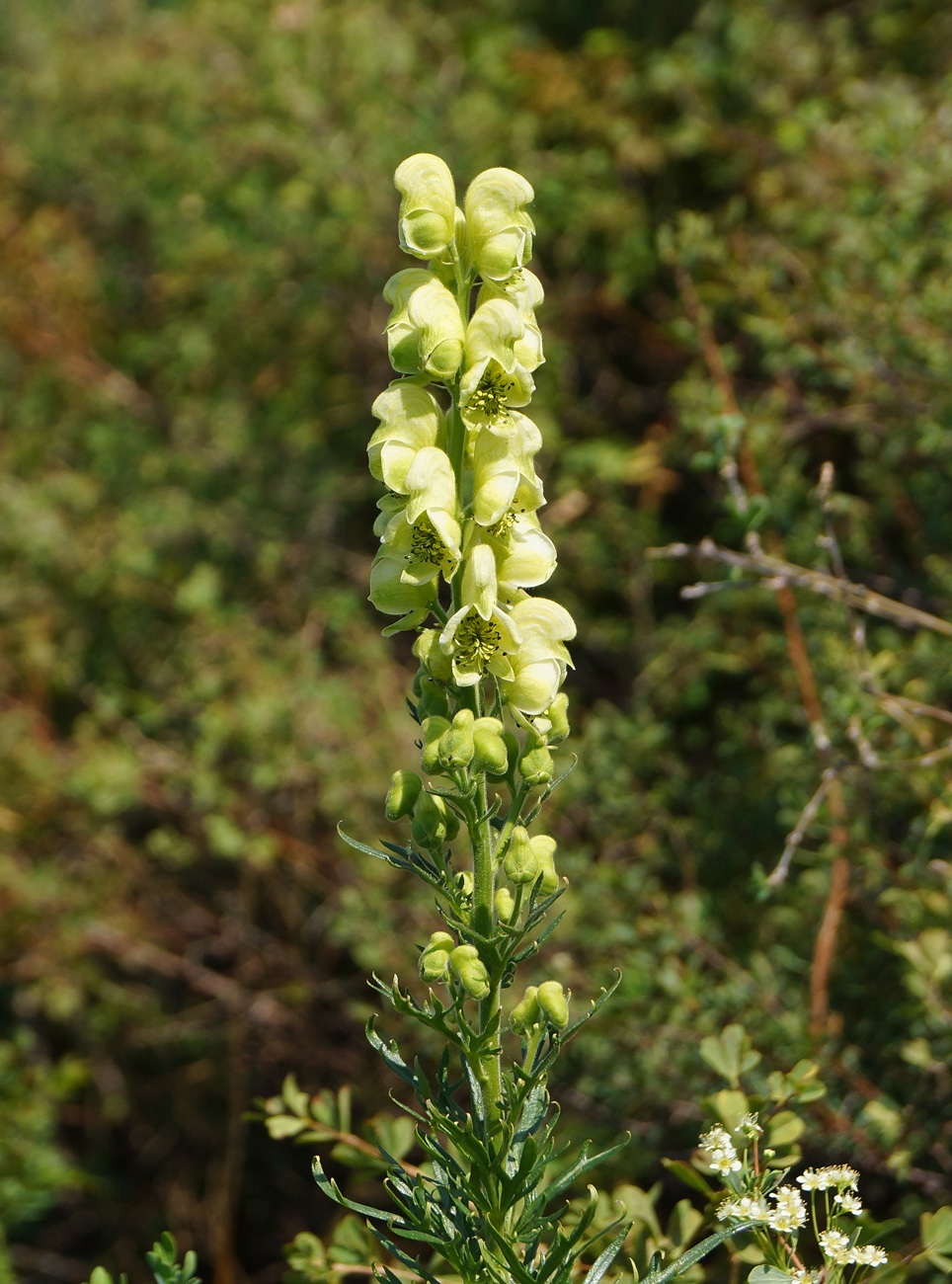 Image of Aconitum anthoroideum specimen.