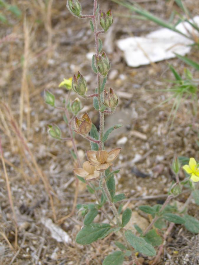 Image of Helianthemum salicifolium specimen.