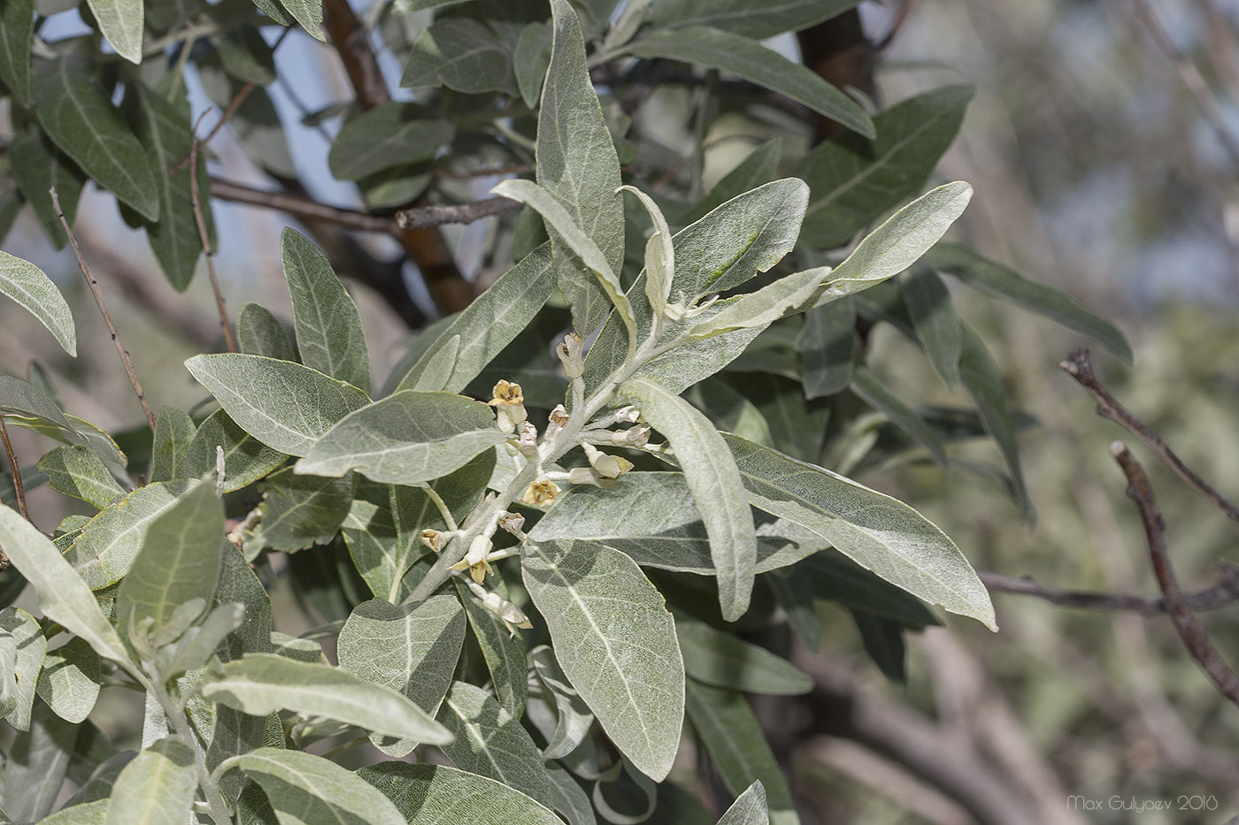 Image of Elaeagnus angustifolia specimen.