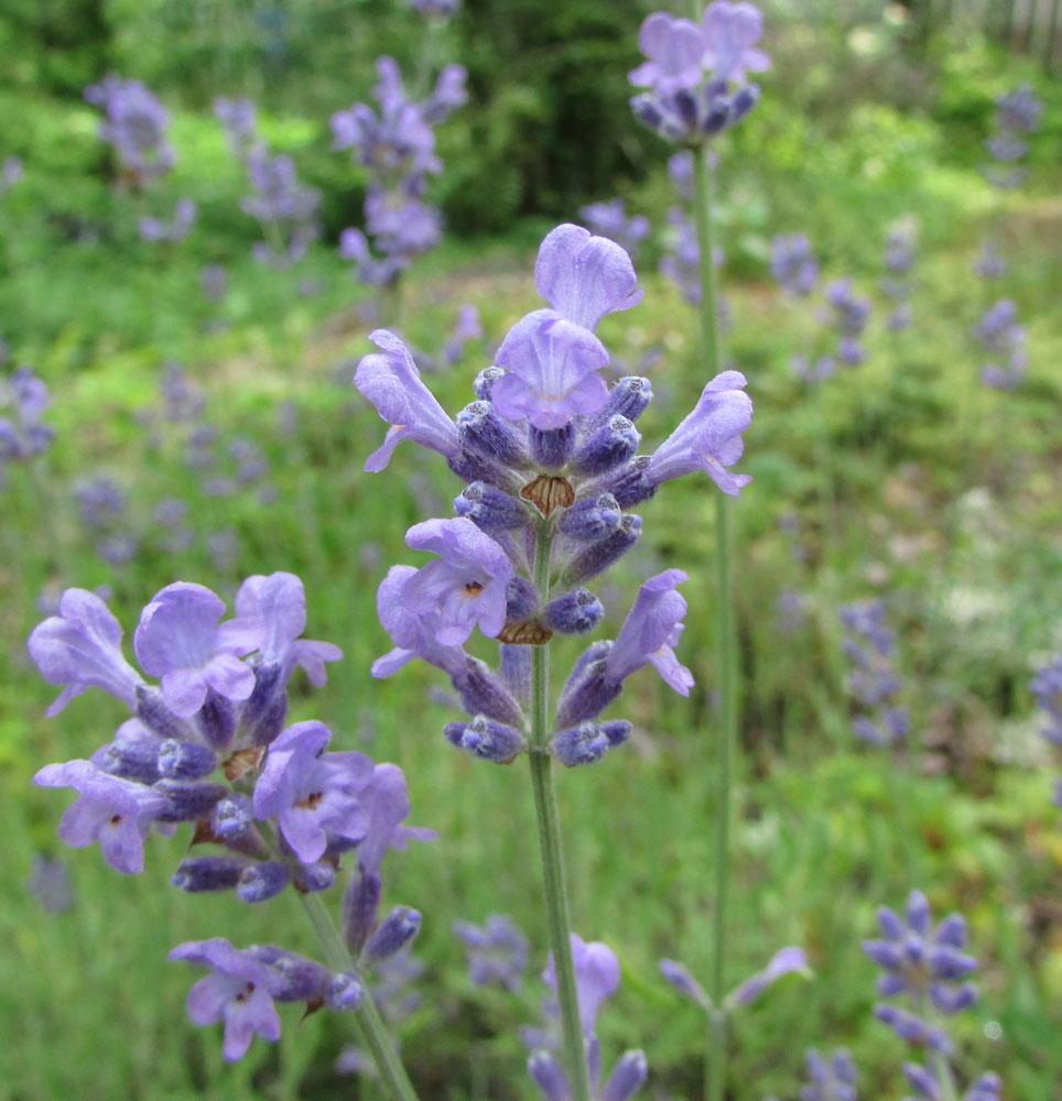 Изображение особи Lavandula angustifolia.