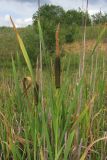 Typha intermedia