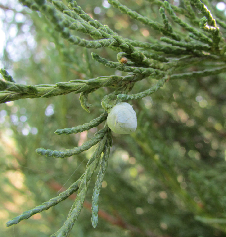 Изображение особи Juniperus scopulorum.