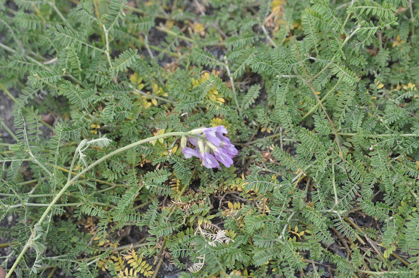 Image of genus Astragalus specimen.