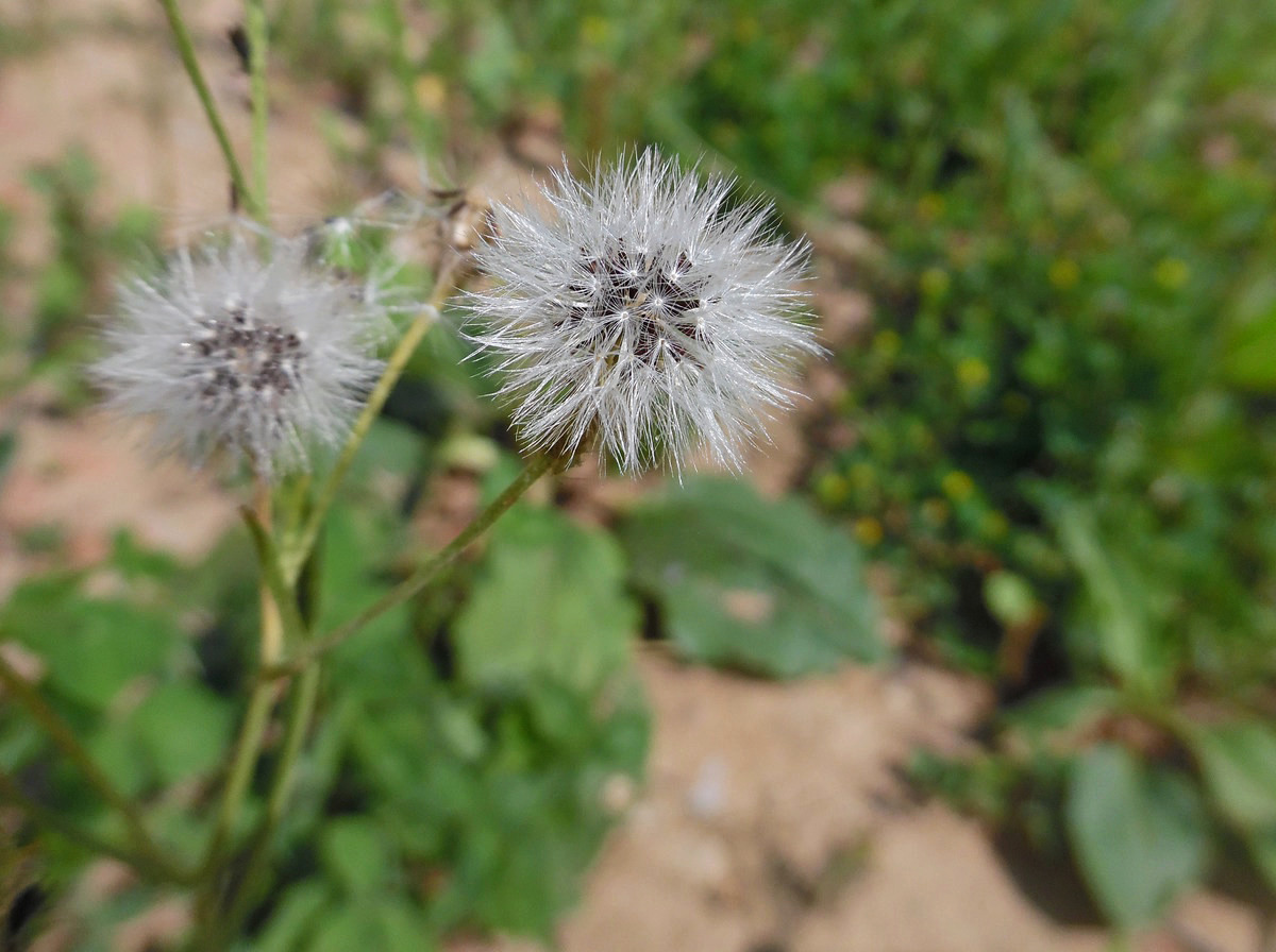 Image of Crepis tectorum specimen.