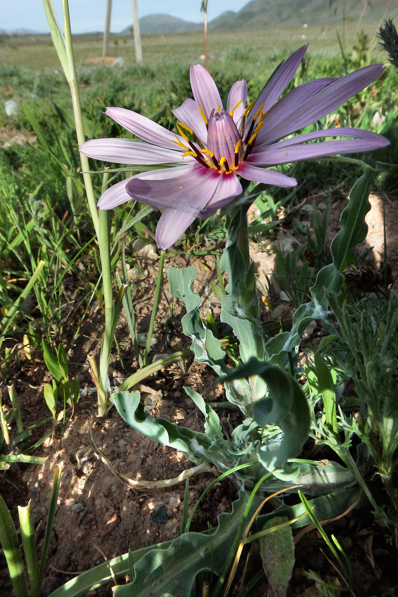 Image of genus Tragopogon specimen.