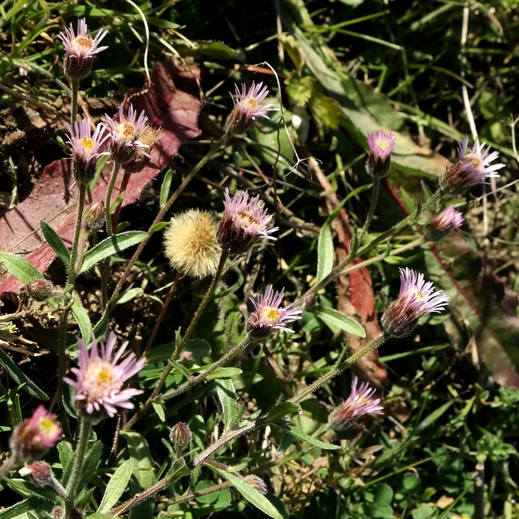 Image of Erigeron orientalis specimen.