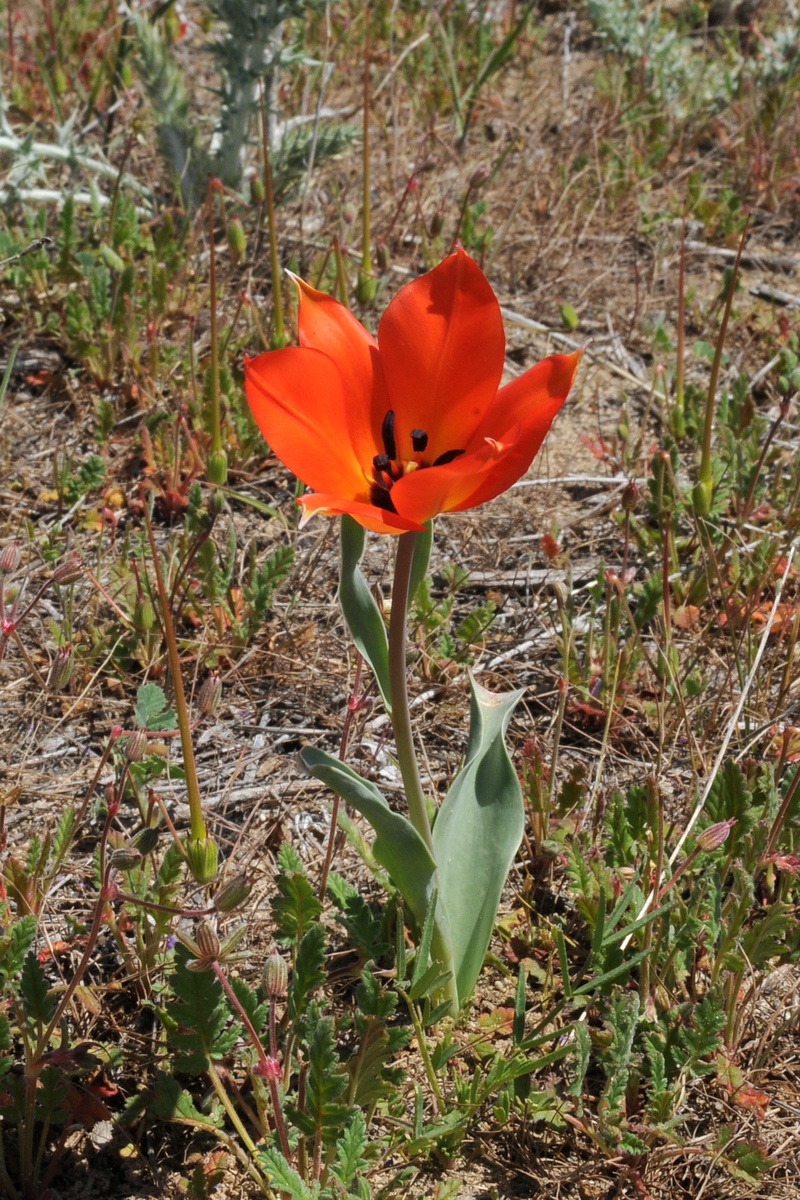 Изображение особи Tulipa lehmanniana.