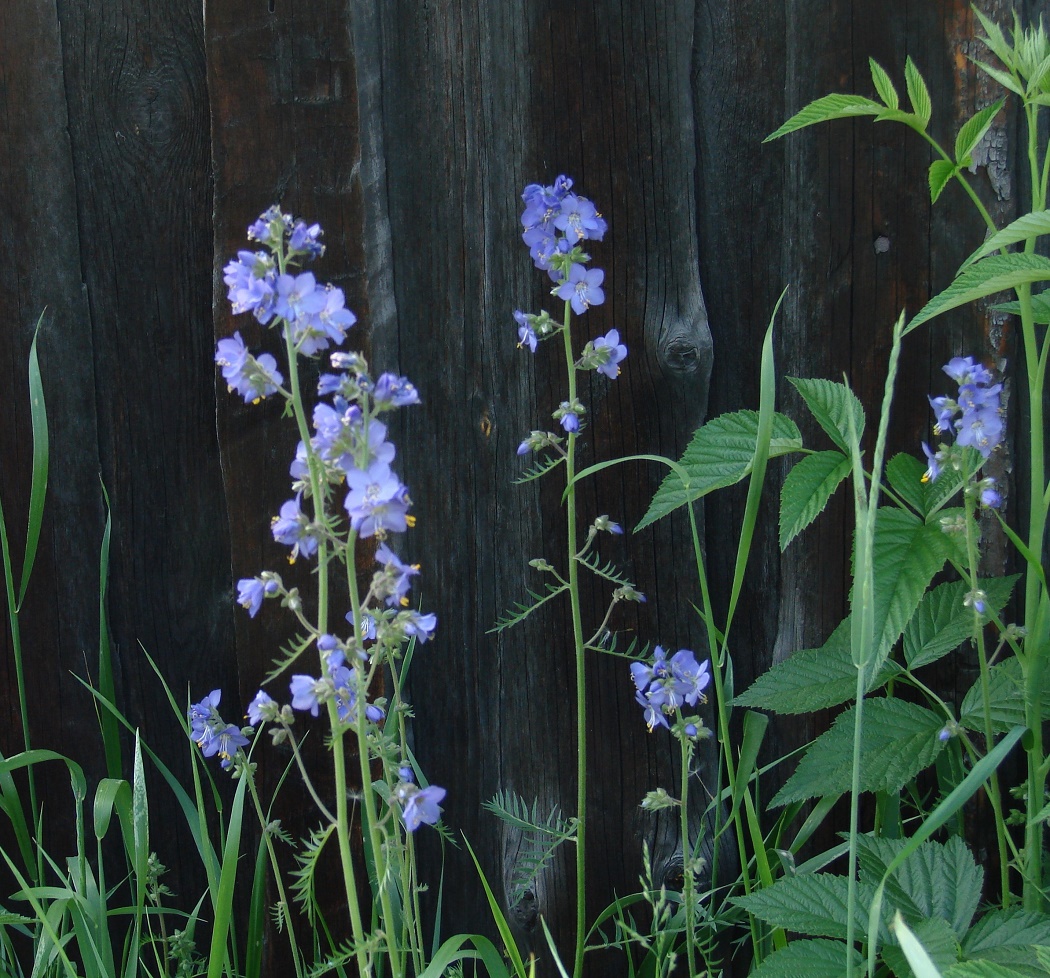 Изображение особи Polemonium chinense.