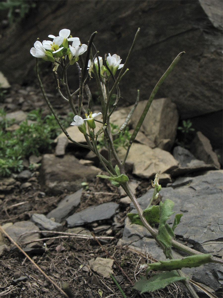 Изображение особи Arabis alpina.