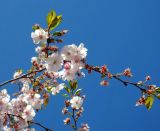 Prunus serrulata. Соцветия на разных стадиях развития и разворачивающиеся листья. Швеция, Стокгольм, парк Кунгстрэдгорден (Королевский сад), в культуре. 05.05.2017.