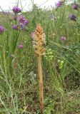 Orobanche minor. Цветущее растение (паразитирует на Chondrilla juncea). Крым, Симферопольский р-н, окр. с. Живописное, склон долины р. Чуюнча, степь. 24 мая 2019 г.